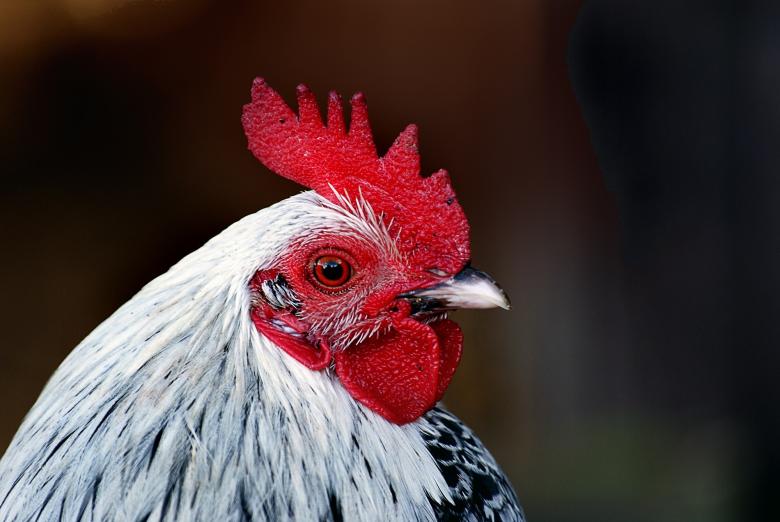 Free stock image of Hen Closeup created by Pixabay