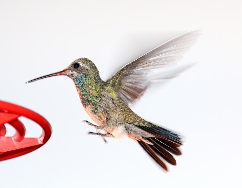 Free stock image of Flying Hummingbird created by Pixabay