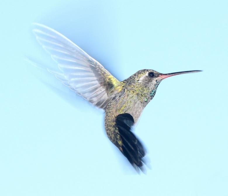 Free stock image of Flying Hummingbird created by Pixabay