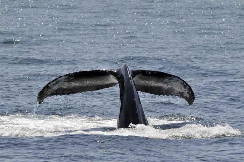 Free stock image of Humpback Whale created by Pixabay