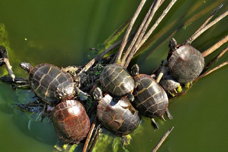 Free stock image of Painted Turtles created by Pixabay