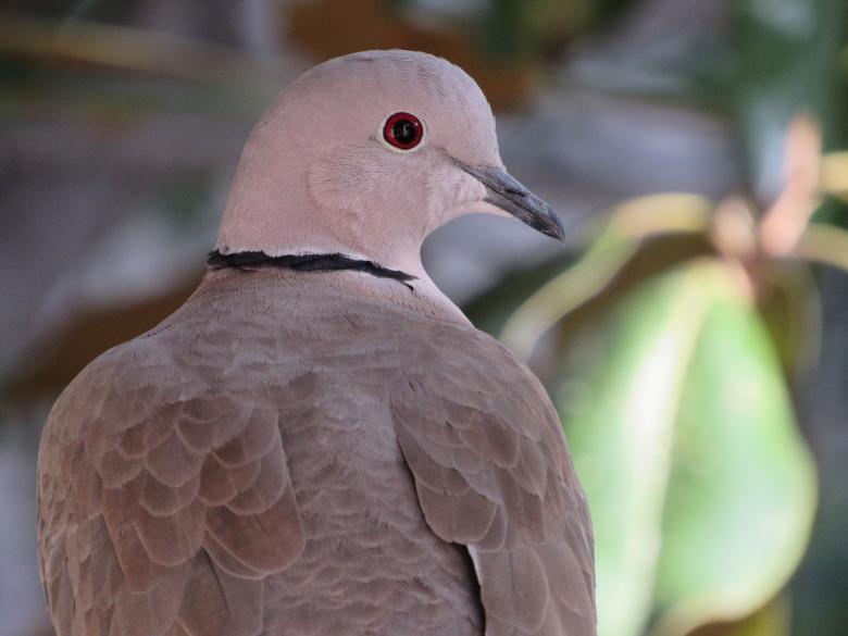 Free stock image of Cute Pigeon created by Pixabay