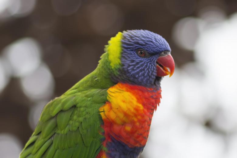 Free stock image of Rainbow Lorikeet created by Pixabay