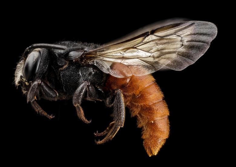 Free stock image of Redtail Bee created by Pixabay