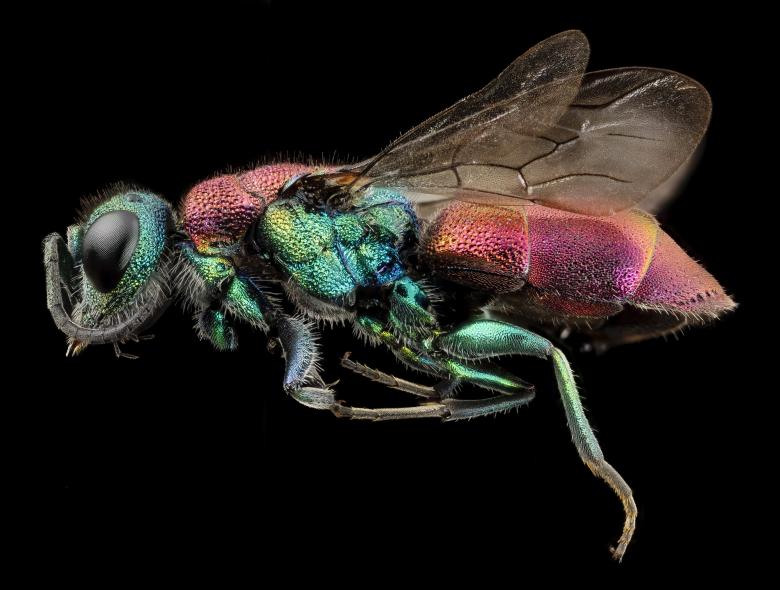 Free stock image of Rubytail Wasp created by Pixabay