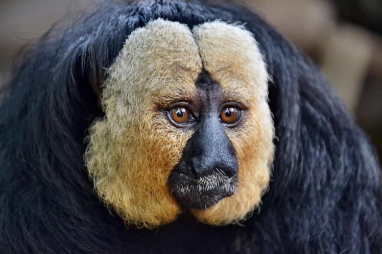 Free stock image of Saki Monkey created by Pixabay
