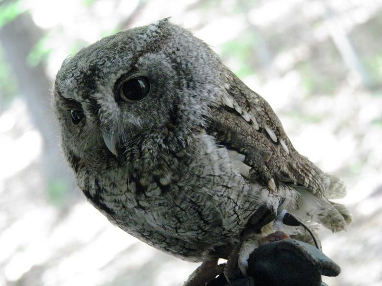 Free stock image of Screech Owl created by Pixabay