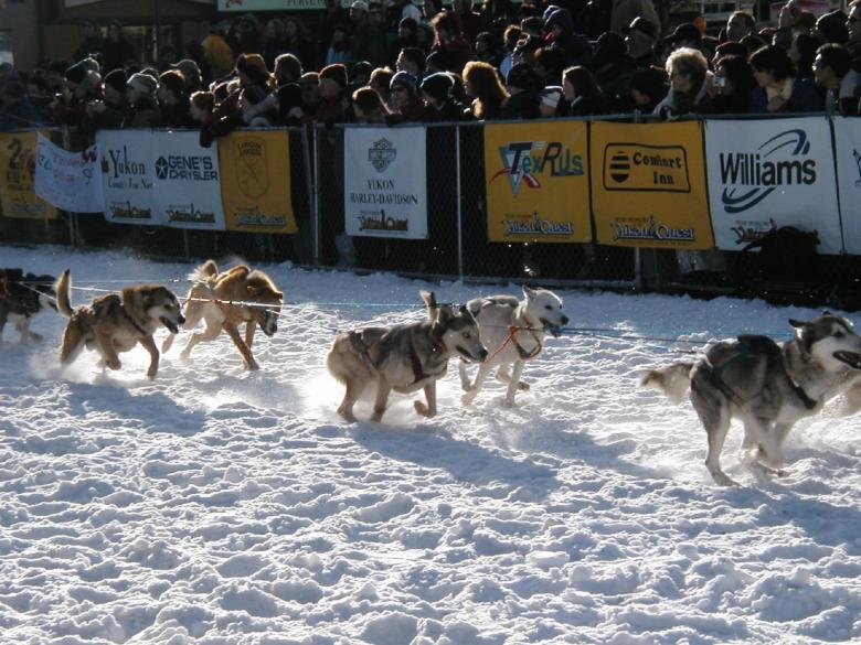 Free stock image of Sled Dogs created by Pixabay