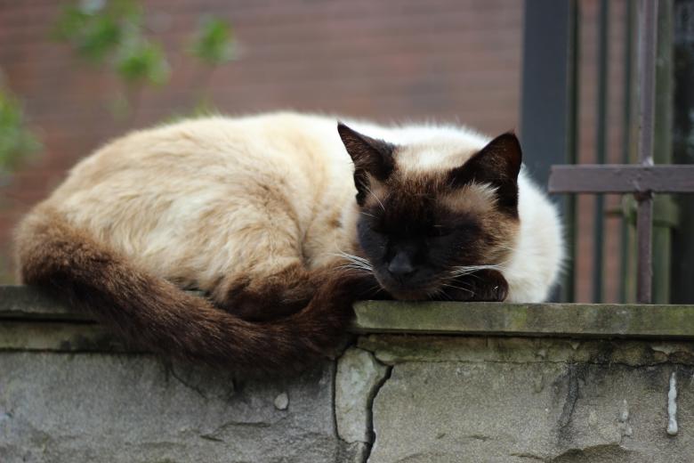 Free stock image of Sleeping Cat created by Pixabay