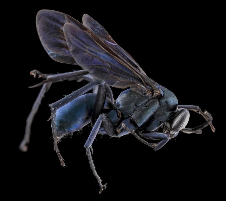 Free stock image of Spider Wasp created by Pixabay