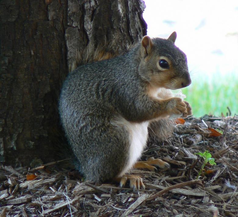 Free stock image of Wild Squirrel created by Pixabay