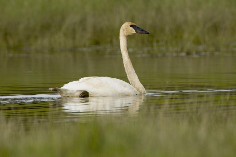 Free stock image of Trumpeter Swan created by Pixabay