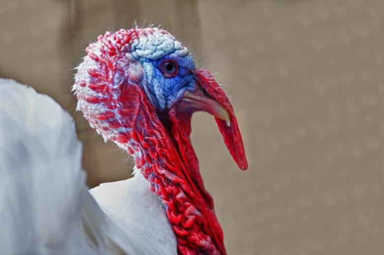 Free stock image of Turkey Bird created by Pixabay