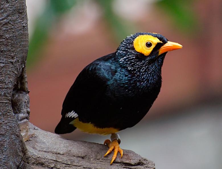 Free stock image of Yellow Faced Myna created by Pixabay