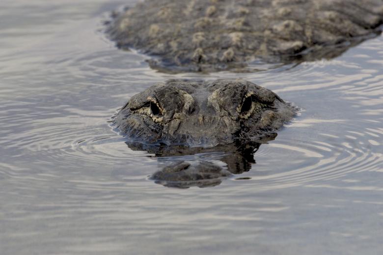 Free stock image of River Alligator created by Pixabay