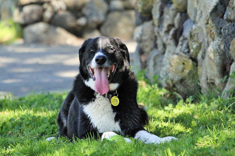 Free stock image of Australian Sheepdog created by Pixabay