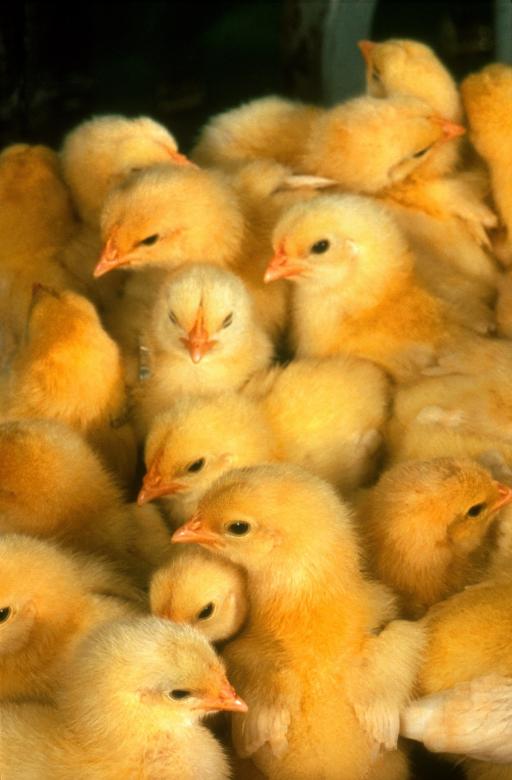 Free stock image of Baby Chickens created by Pixabay