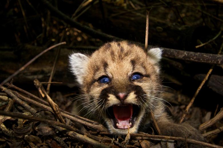 Free stock image of Baby Cougar created by Pixabay