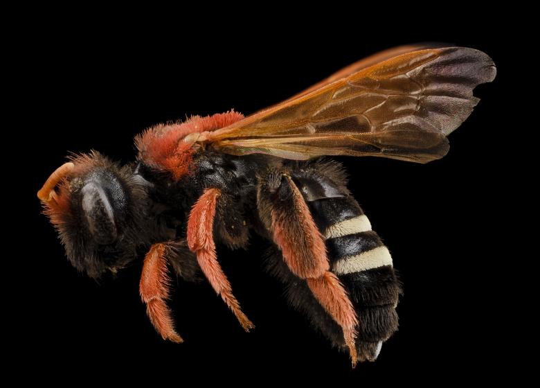 Free stock image of Wild Bee created by Pixabay
