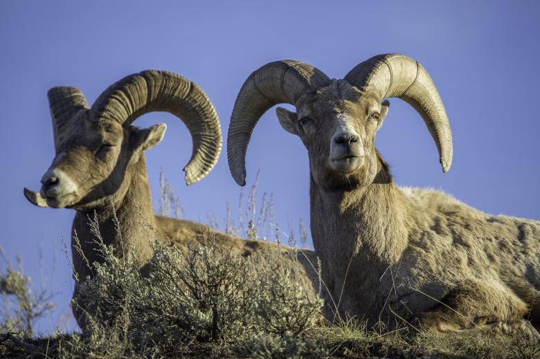 Free stock image of Big Horn Rams created by Pixabay