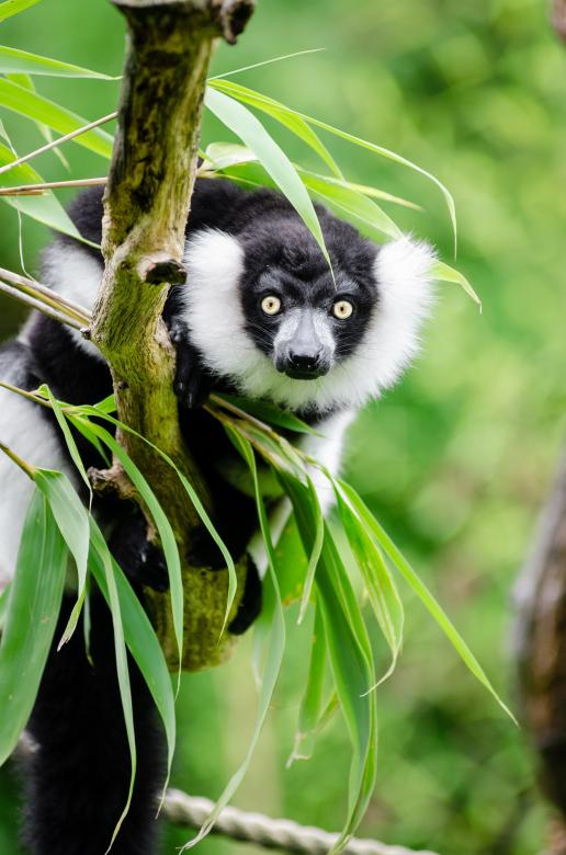 Free stock image of Black and White Ruffed Lemur created by Pixabay