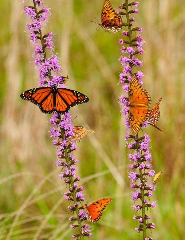 Free stock image of Butterflies on the Flowers created by Pixabay