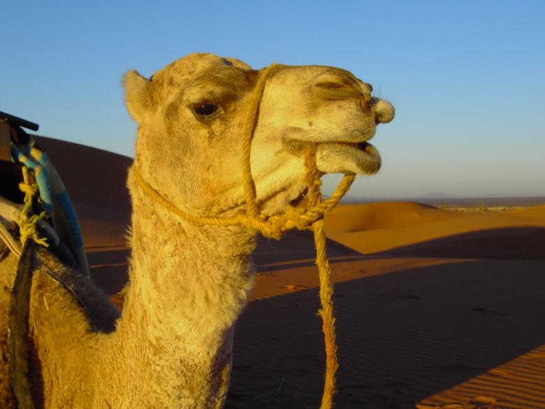 Free stock image of Camel in the Desert created by Pixabay