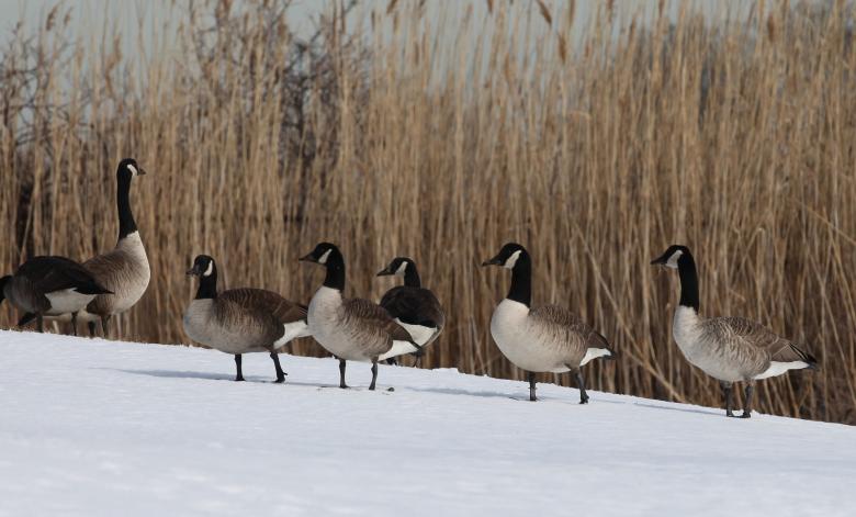 Free stock image of Canadian Geese created by Pixabay