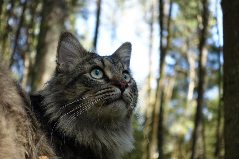 Free stock image of Wild Cat created by Pixabay