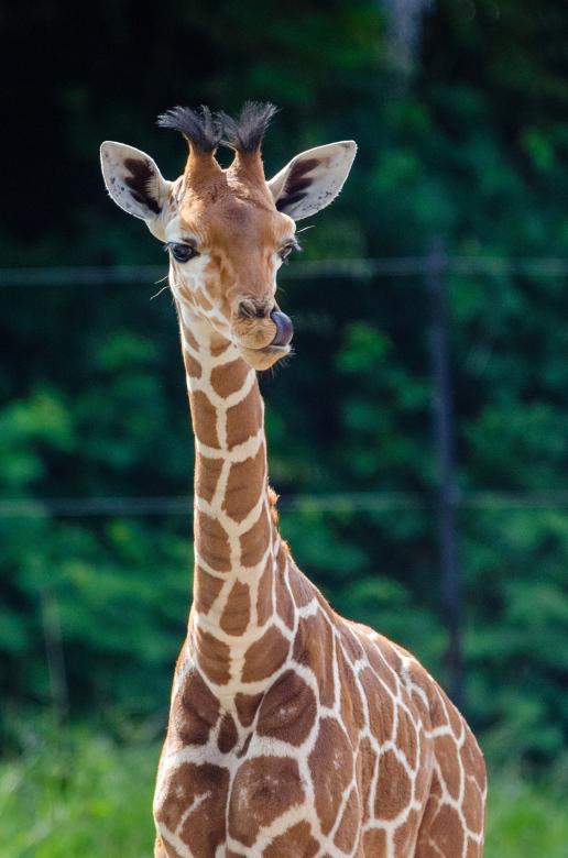 Free stock image of Giraffe Baby created by Pixabay