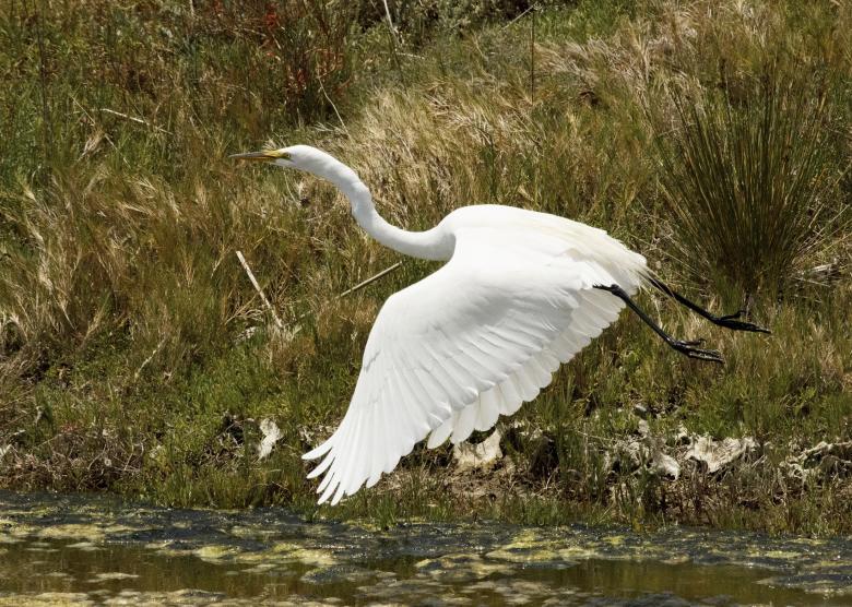 Free stock image of Great Egret created by Pixabay
