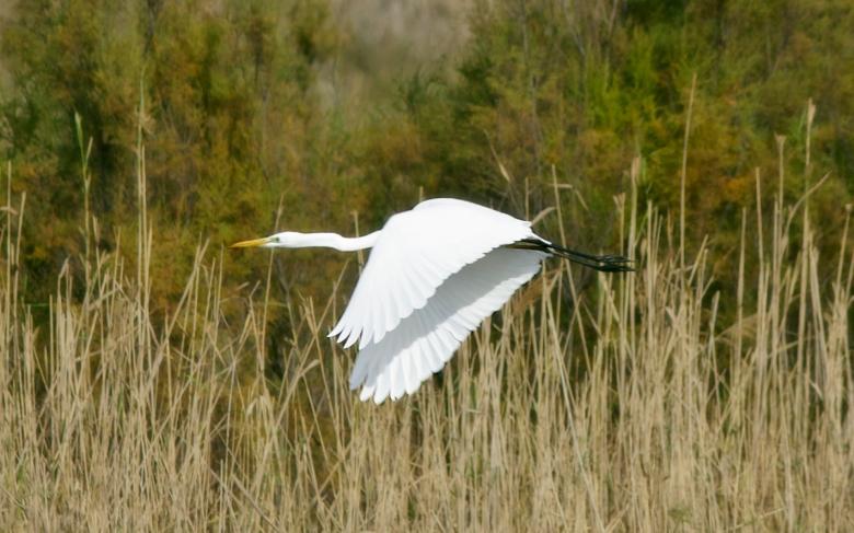 Free stock image of Great Egret created by Pixabay