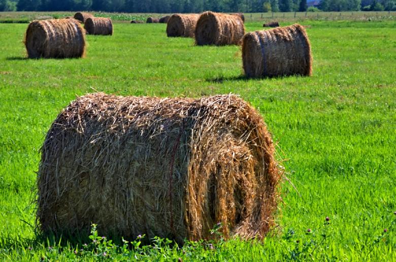 Free stock image of Hay created by Pixabay