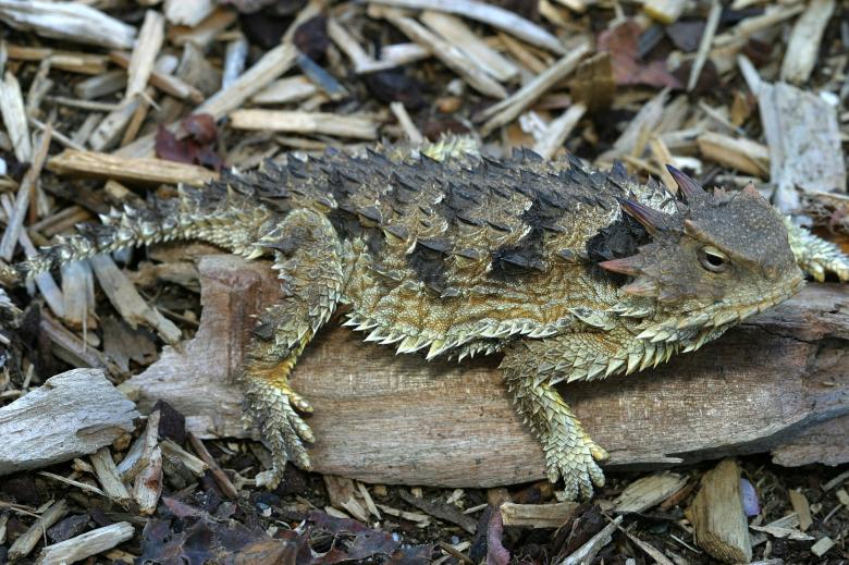 Free stock image of Horned Toad created by Pixabay
