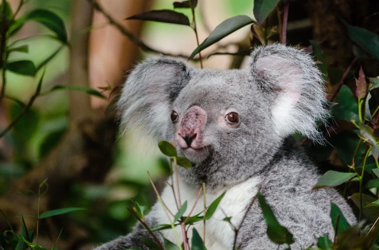 Free stock image of Wild Koala created by Pixabay