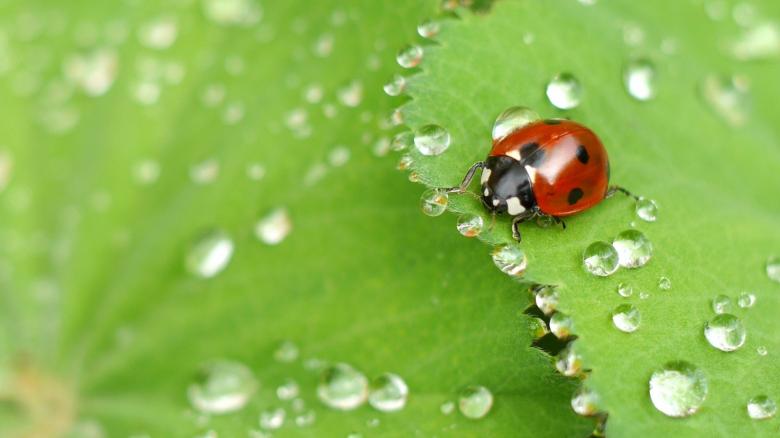 Free stock image of Little ladybug created by Pixabay