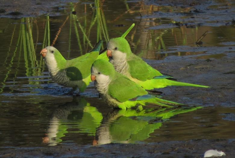 Free stock image of Monk Parakeets created by Pixabay
