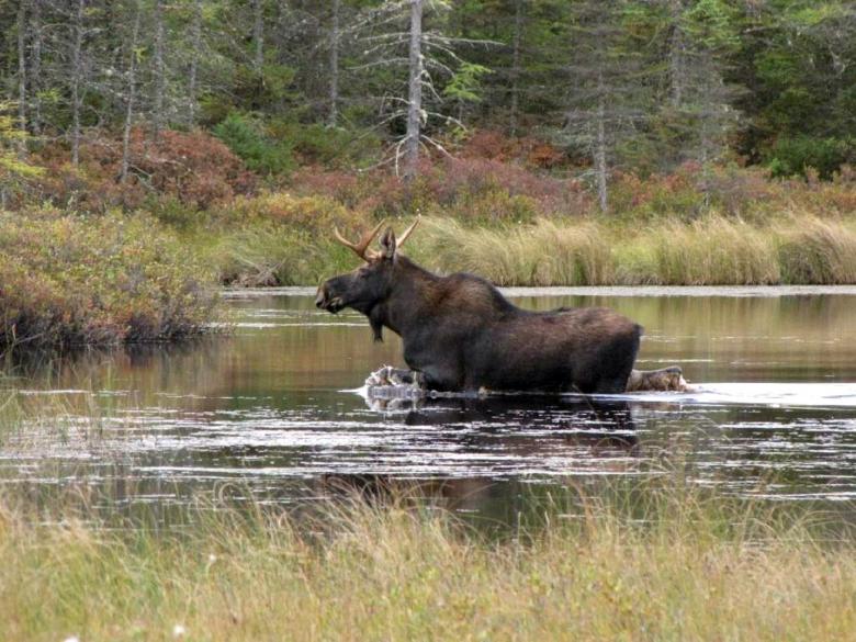 Free stock image of Moose in the River created by Pixabay