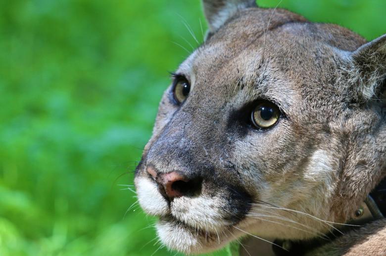 Free stock image of Mountain Lion created by Pixabay