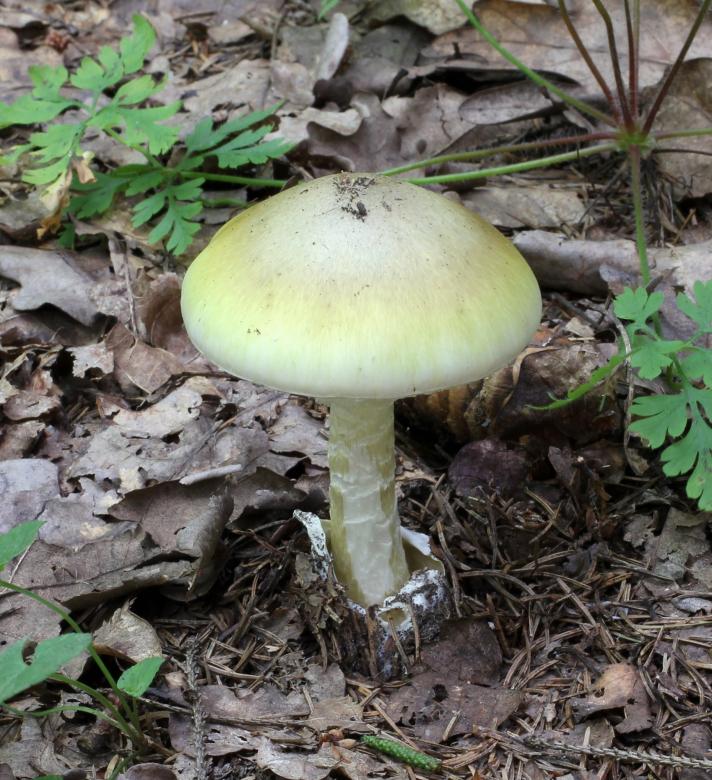 Free stock image of Wild Mushroom created by Pixabay