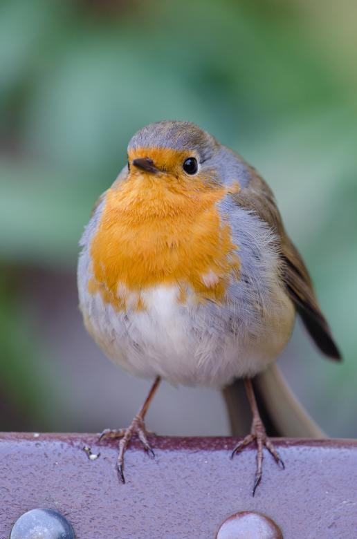 Free stock image of Cute Robin created by Pixabay