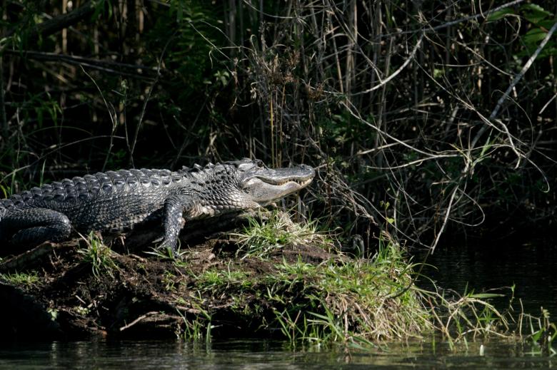 Free stock image of Wild Alligator created by Pixabay