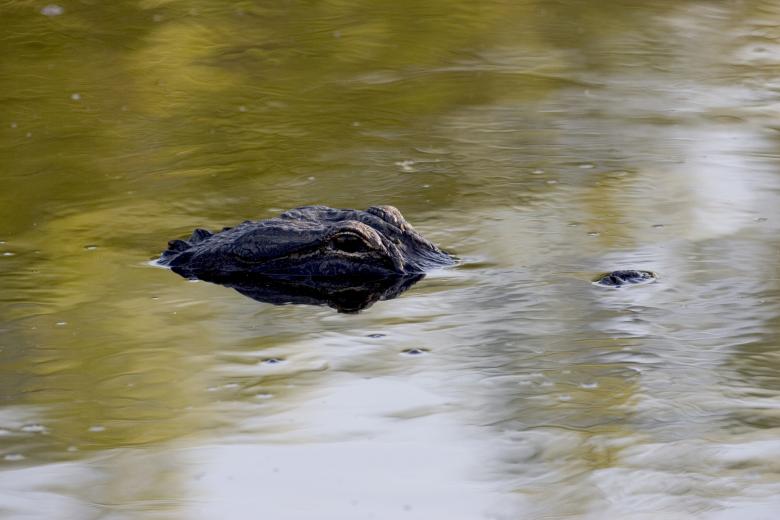 Free stock image of Wild Alligator created by Pixabay