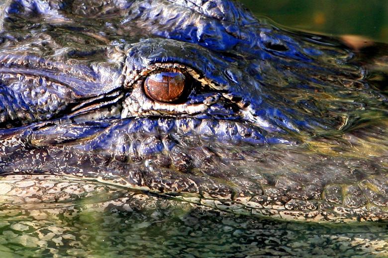 Free stock image of Alligator Eye created by Pixabay