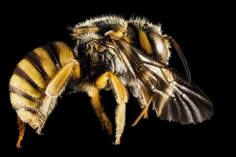 Free stock image of Bee Closeup created by Pixabay