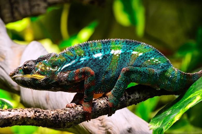 Free stock image of Wild Chameleon created by Pixabay