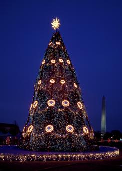 Free Stock Photo of Christmas Tree