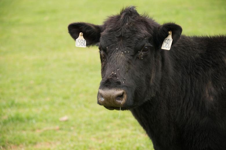 Free stock image of Cattle Farm created by Pixabay