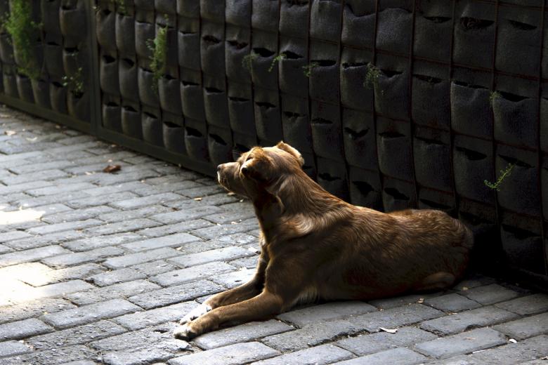 Free stock image of Brown Dog created by Pixabay