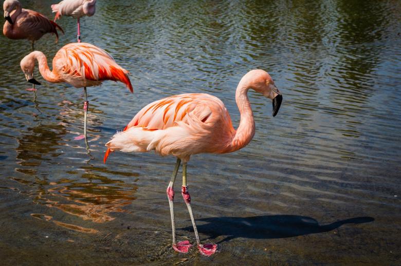 Free stock image of Flamingos Hunting created by Pixabay